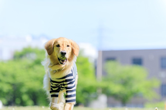 ボールを咥えて遊ぶ服を着たゴールデンレトリバー