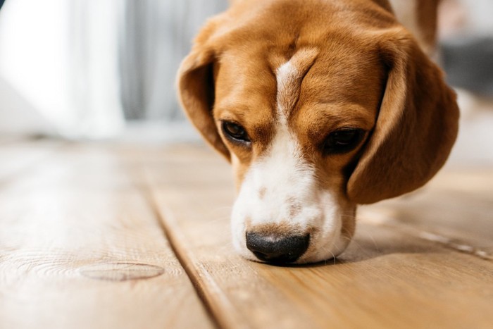 床を嗅ぐ犬