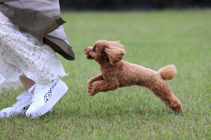 飼い主を追いかける犬