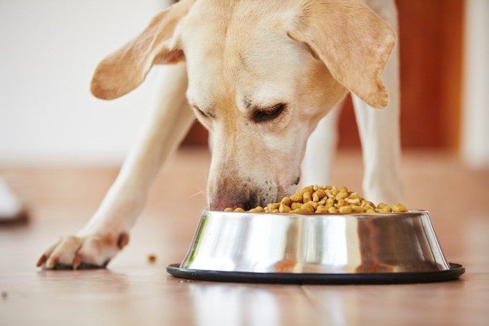 ご飯を食べる犬
