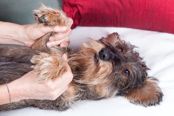 仰向けで手を握られている犬