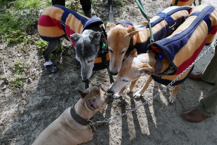 犬の集団