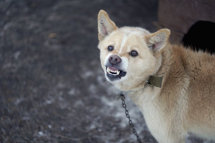 牙を向けて威嚇する鎖のリードをつけた犬