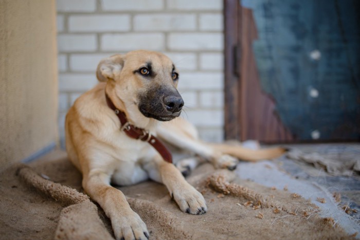 シェルターで過ごす犬