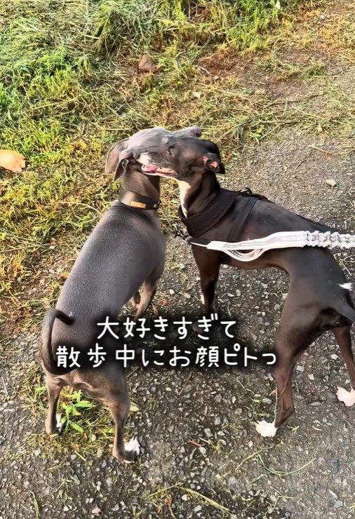 お散歩中にぴとっ♡