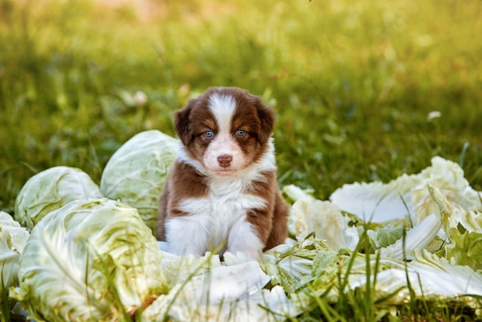 キャベツに囲まれる子犬