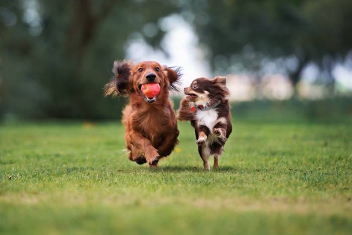 芝生の上を走って遊ぶ2頭の犬
