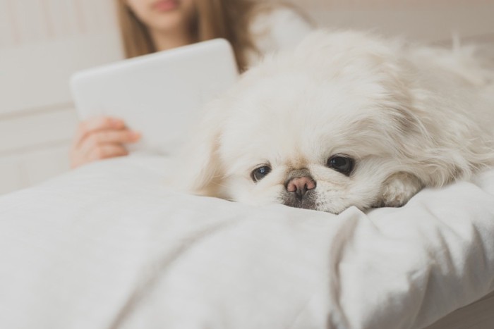 飼い主のそばにいる犬