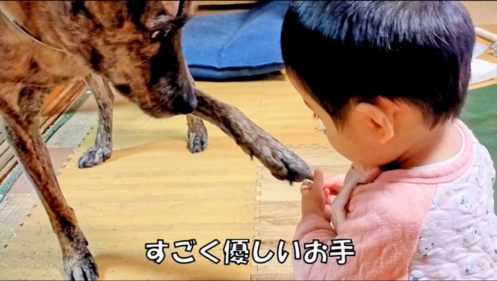 赤ちゃんの手に前足を乗せる犬