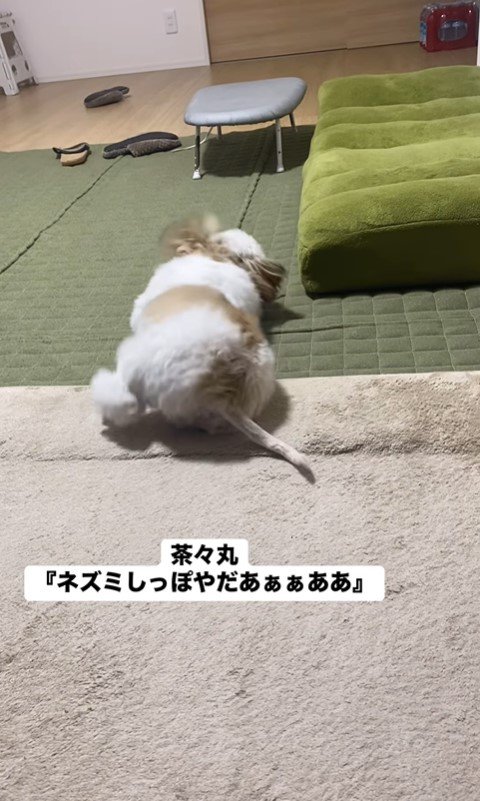 ネズミしっぽを嫌がる茶々丸ちゃん5