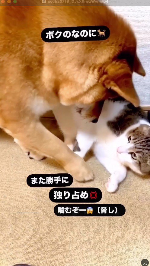 キジ白猫を前足で掘る犬