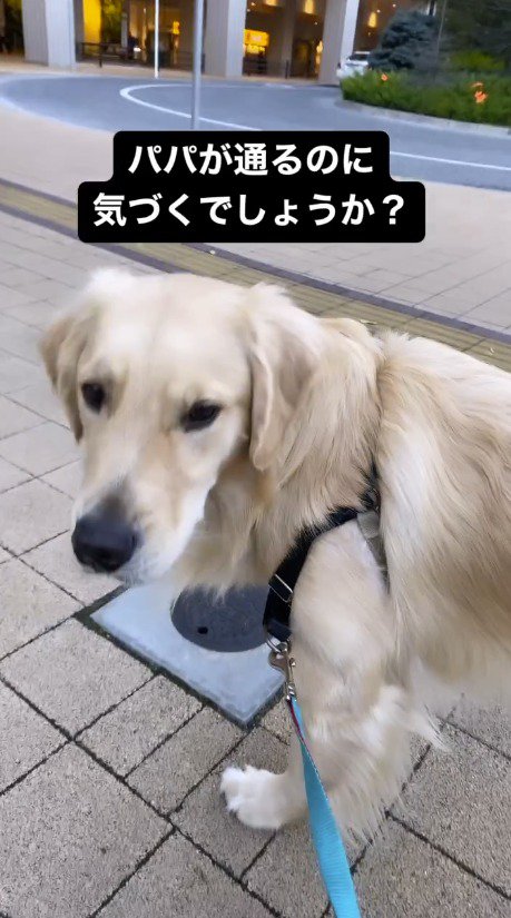 カメラを見つめる犬