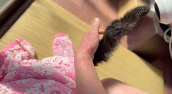 濡れている猫のしっぽにドライヤーを当てる飼い主