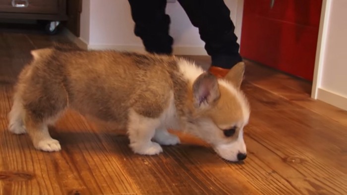 においをかぐ犬