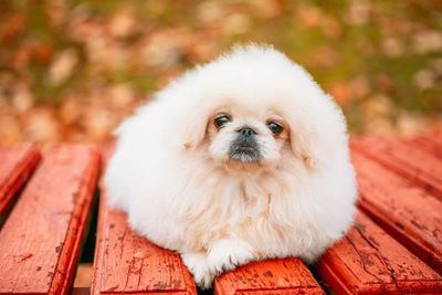 伏せてくつろぐペキニーズの幼犬