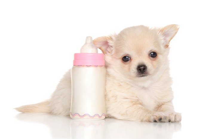 ミルクが入った哺乳瓶のそばで伏せている子犬