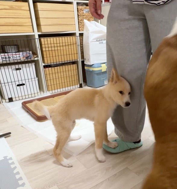 保護主の足に頭をくっつける子犬