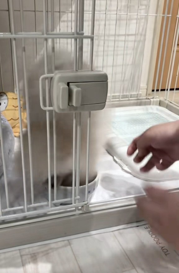 逆立ちのまま歩くすいちゃん