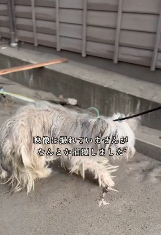 歩き回る犬