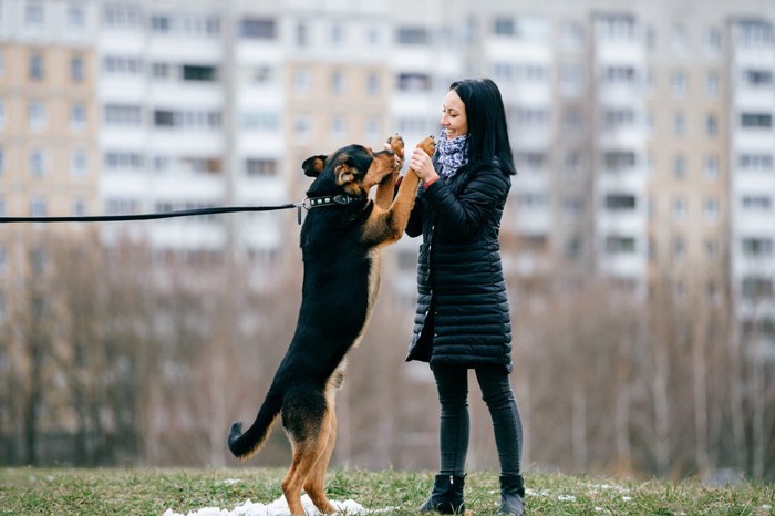 立って挨拶する犬