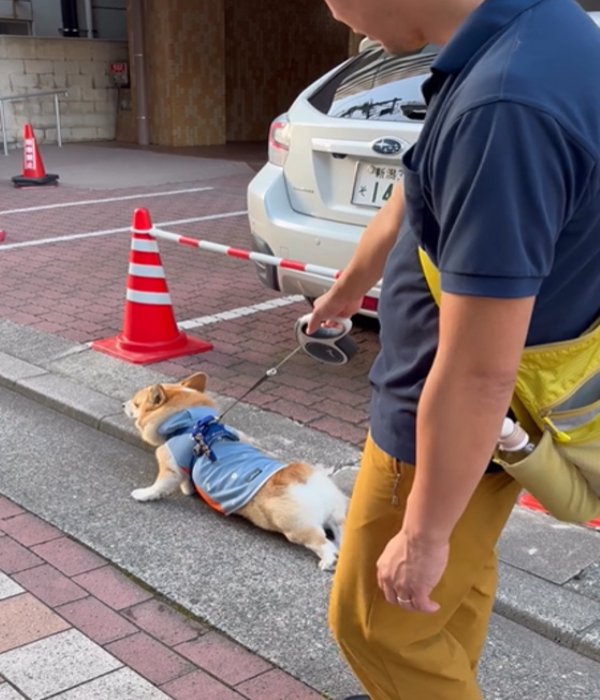 踏ん張る犬2