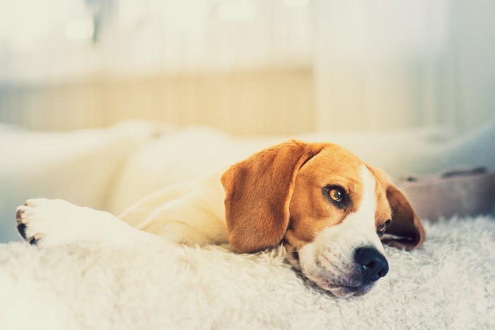 そっぽを向いて寝ている犬