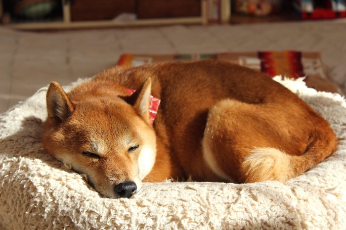 丸くなって寝ている柴犬