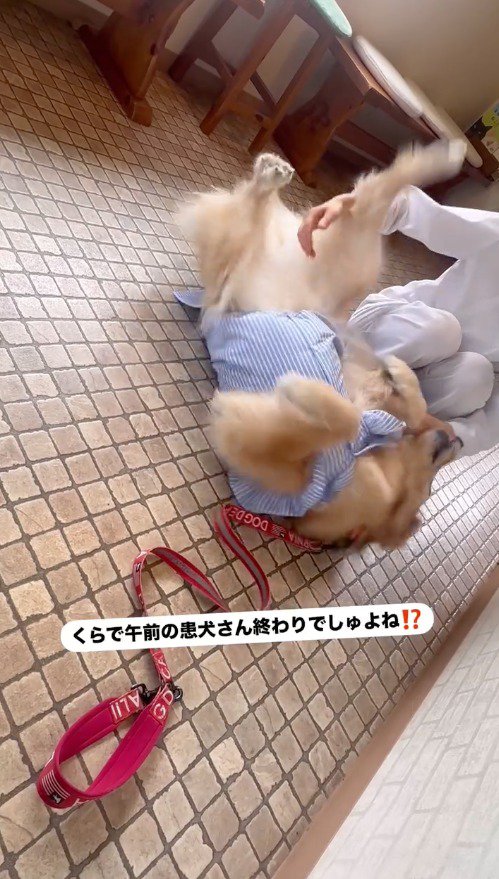 床に寝転ぶ犬