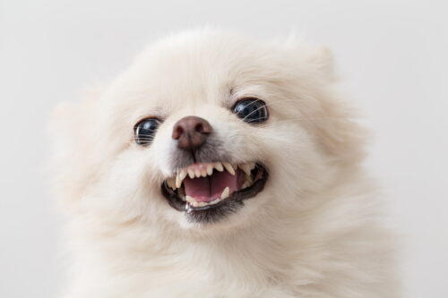 歯を出して怒っている犬