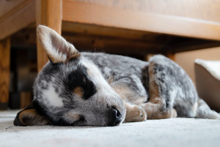 床に寝転ぶ子犬