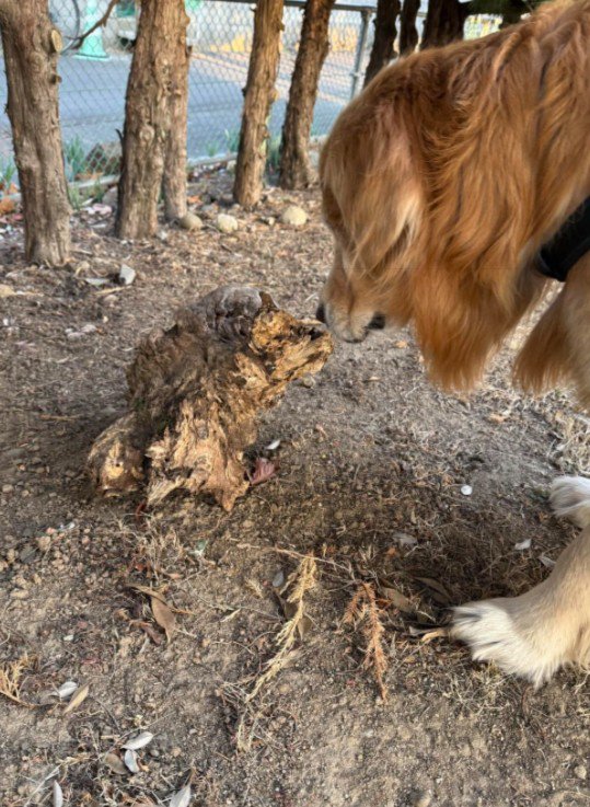 ただの木の破片でした