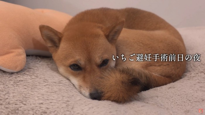 柴犬のいちごちゃん