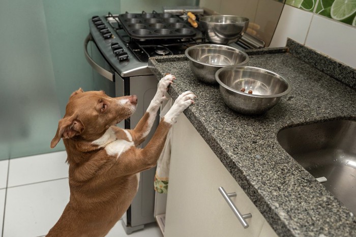 立ってキッチン台を覗く犬