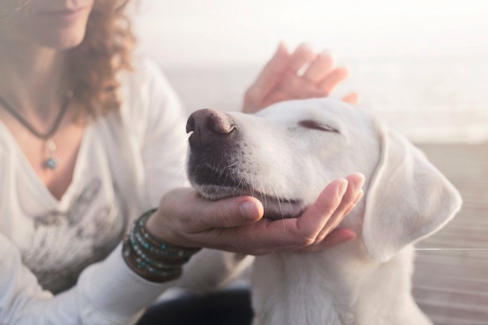 犬を撫でる