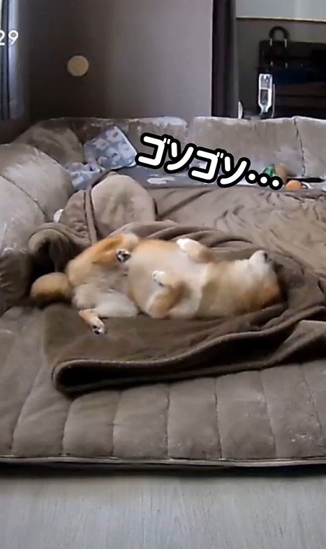 毛布に包まるころ君3