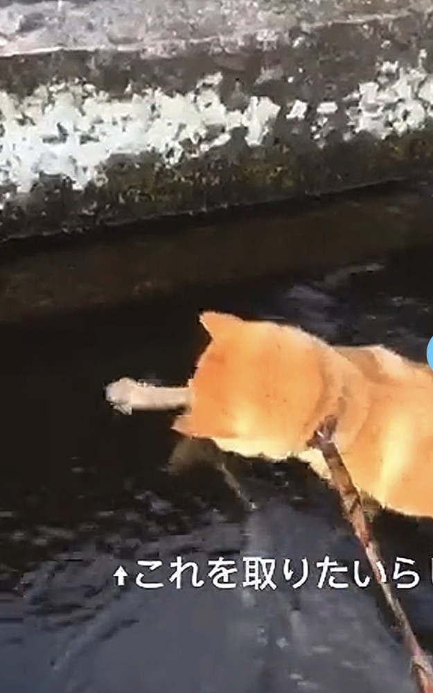 手を伸ばして取ろうとする犬