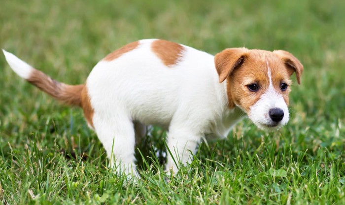 ウンチの姿勢をとる犬