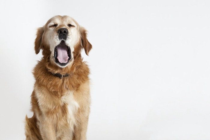 目を閉じてあくびをする犬