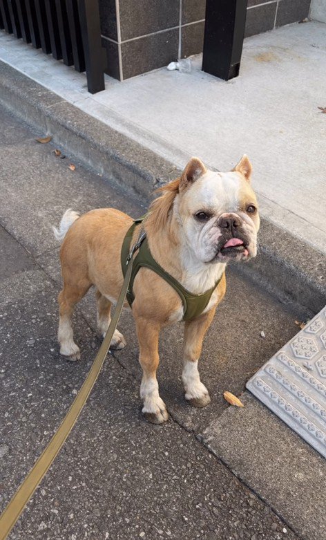 みやびちゃんを馬に加工5