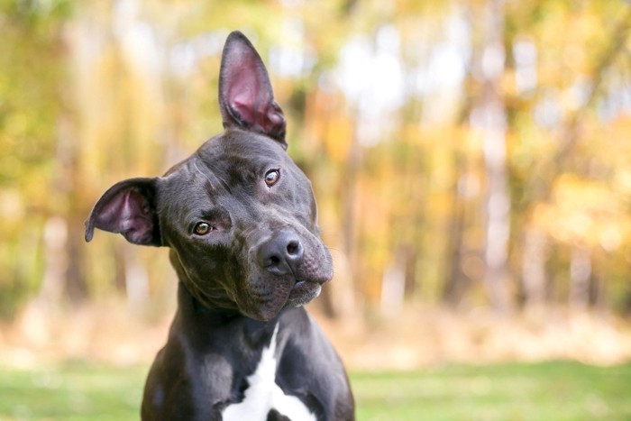 耳を立てている黒い犬