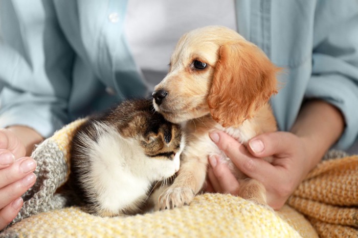 膝の上に犬と猫を乗せた飼い主