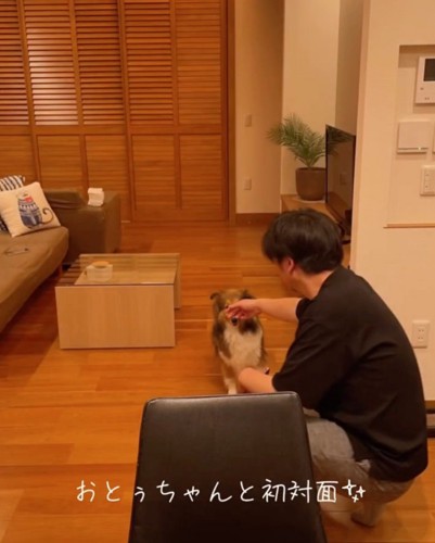 お父さんと対面するシェルティ