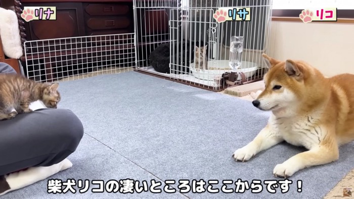 リサちゃんは怖がってる…