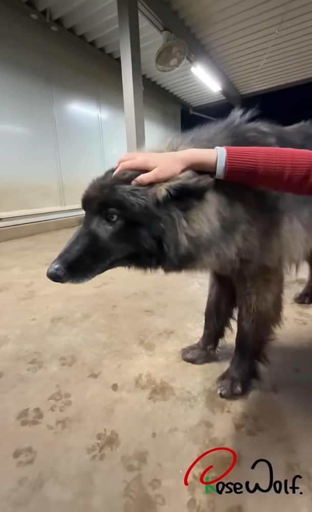 撫でられる犬