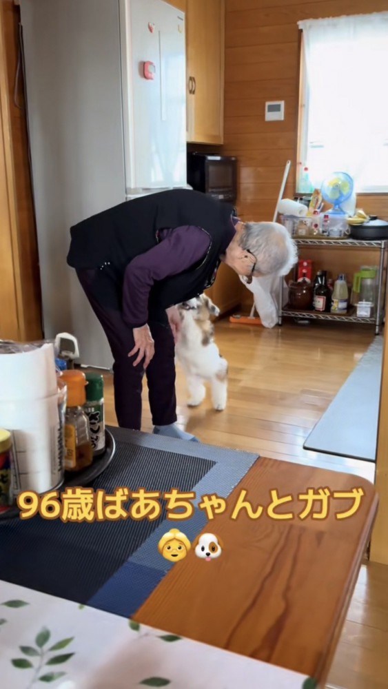 おばあちゃんに飛びかかる犬
