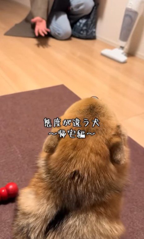 あずきちゃんの態度の違い9