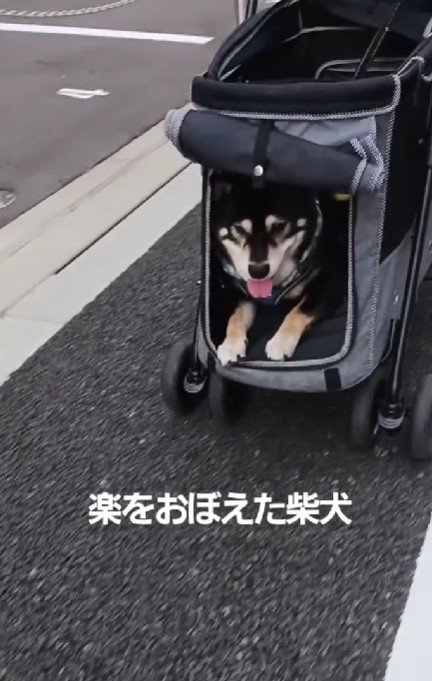シニア犬の散歩