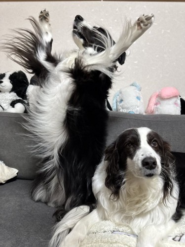 ボーダーコリー姉弟