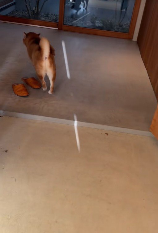 どこかに行ってしまいました