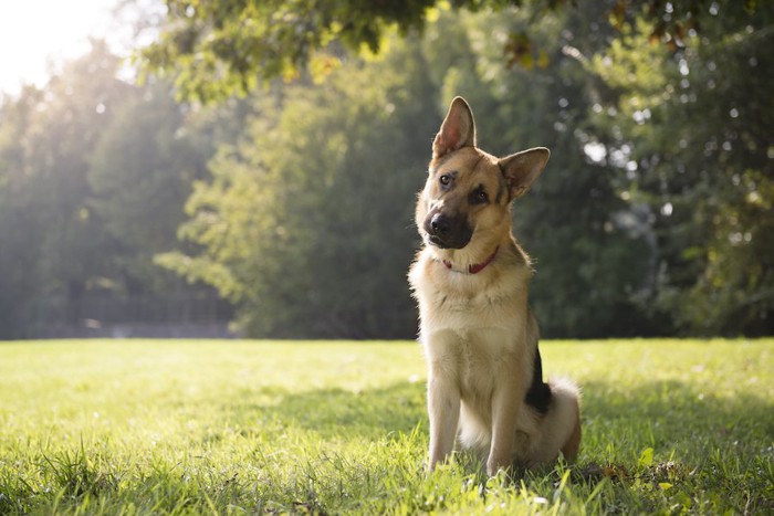 首をかしげて芝生に座る犬